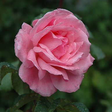 Queen Elizabeth Grandiflora Rose