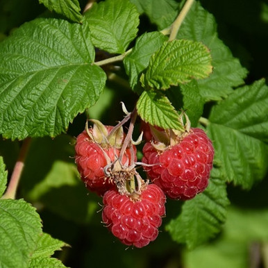 Raspberry Shortcake Thornless Raspberry