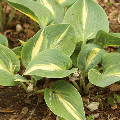 Magic Island Hosta Hosta