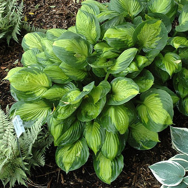 Captain Kirk Hosta