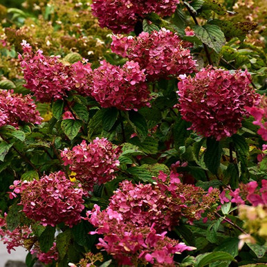 Image of Diamond Rouge hydrangea flower with bee