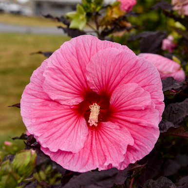 hibiscus_edge_of_night_apj20_3