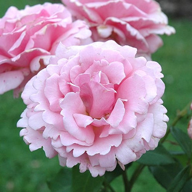 Memorial Day Hybrid Tea Rose