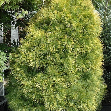 Louie Eastern White Pine