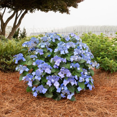 Pop Star Endless Summer Hydrangea