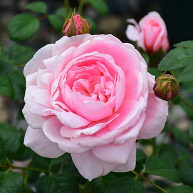 Queen Of Sweden David Austin Rose - Main Image