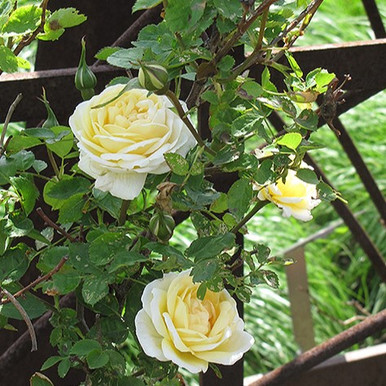 その他 rose G038-05__05721.1700098239.386.