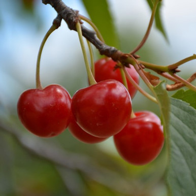 Montmorency Sour Cherry