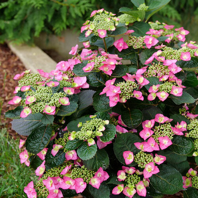 フラワー・ガーデニング My terry hydrangea-serrata-tuff-stuff-