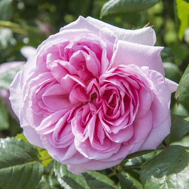 Rosa_The_Ancient_Mariner_15A45