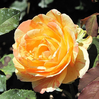 Rainbow Niagara Hybrid Tea Rose