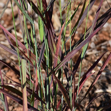 Hot Rod Switch Grass Ornamental Grass
