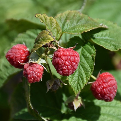 Autumn Britten Raspberry
