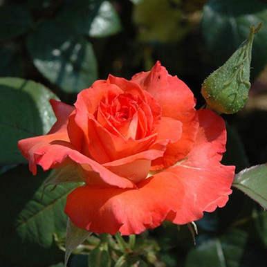 Traitional Roses Folklore Hybrid Tea Rose