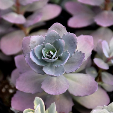 Plum Dazzled Sedum