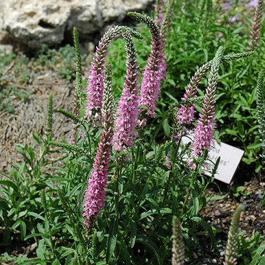 Giles van Hees Speedwell