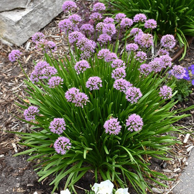 Summer Beauty Allium