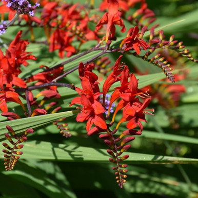 Lucifer Crocosmia