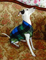 Medium Worm Fleece Vest, Dogwear  Clothing for  Italian Greyhound Iggy Dachhund Tartan