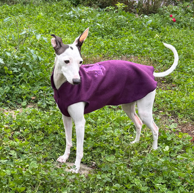 Very Worm Fleece Vest, Dogwear  Clothing for  Italian Greyhound Iggy