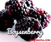 Boysenberry  (OOO)