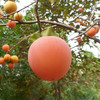 Organic Persimmon  (NF)