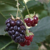 Boysenberry (FF)