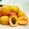 Apricot (DL)