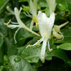 Wild Honeysuckle (DL)