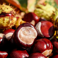 Organic Chestnut (NF)