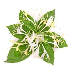 Honeysuckle (TDA)