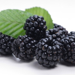 Blackberry (TDA)