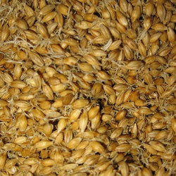 Organic Malt (NF)