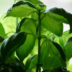 Organic Basil (NF)