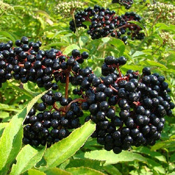 Elderberry (FF)