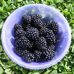 Organic Boysenberry (NF)