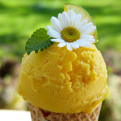 Orange Ice Cream (LQ)