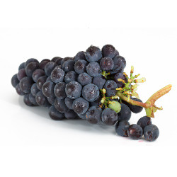 Organic Concord Grape (NF)