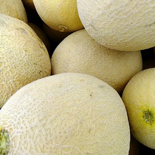 Jungle Flavor Concentrates