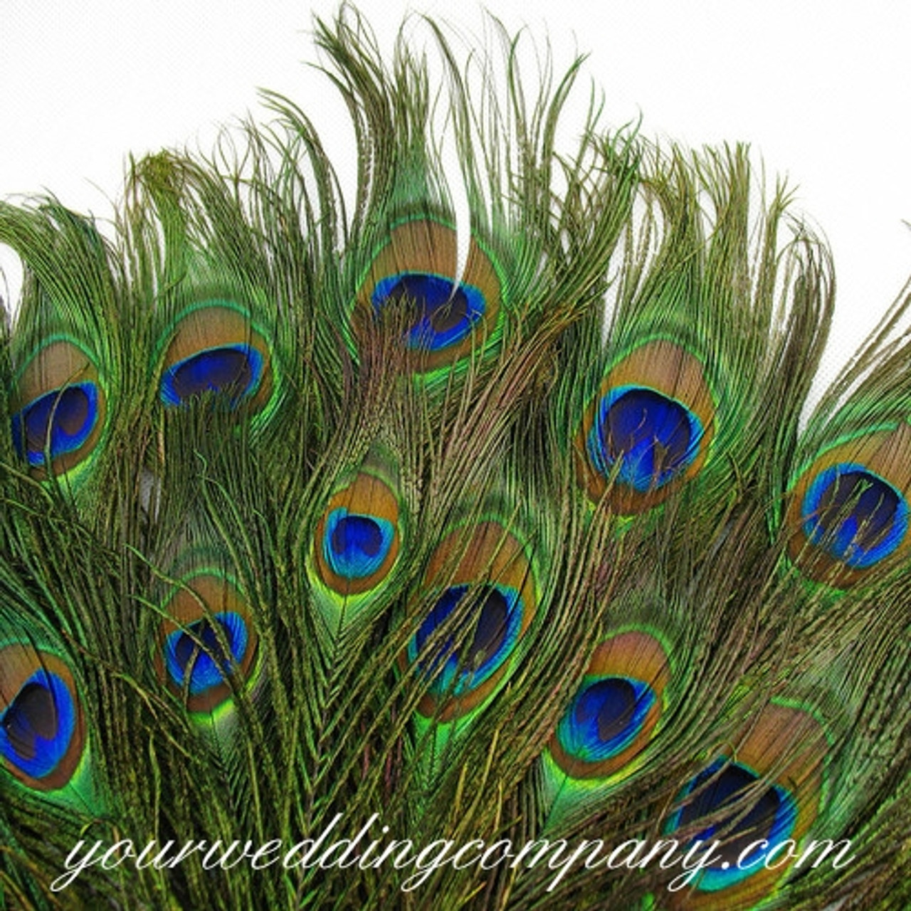 Bag of Peacock Feathers, 5-pk