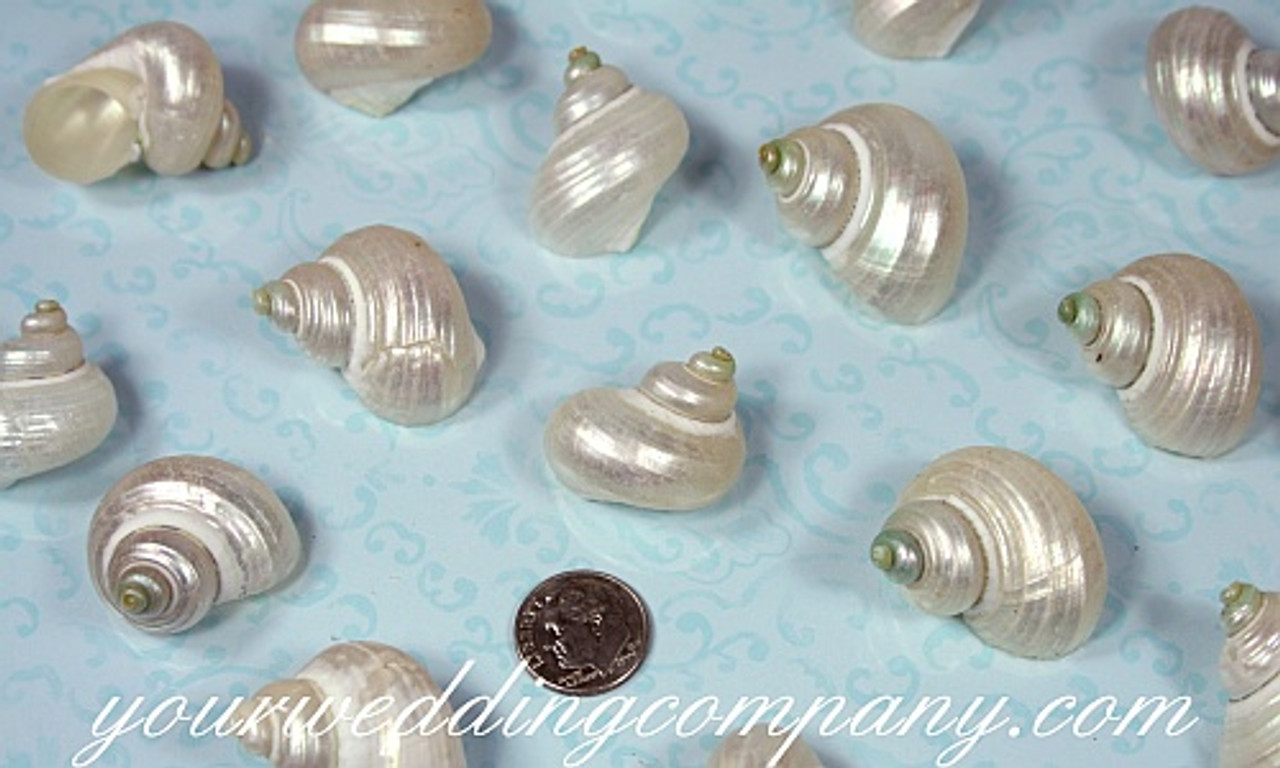 SUPPLIES: 50 Small Shells Small Sea Shells Natural -   Shell crafts,  Christmas ornaments to make, Fairy garden accessories