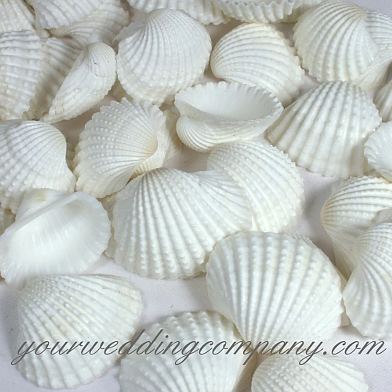 1.25-1.5" Details about   24 Beautiful Small White Ark Shells Beach Wedding Decor Arts Crafts 