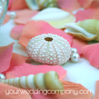 Mini dried pink sea urchins - Used as table decoration
