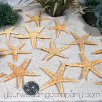 Natural Dried Starfish (Pack of 25)