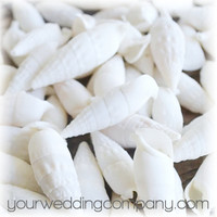 White Cerithium Vertagus Shells - Wedding Decoration