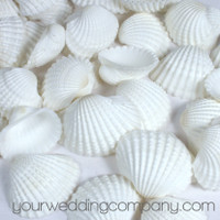 Natural White Ark Shells