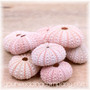 Mini dried pink sea urchins