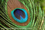 Peacock Feather Eye Detail