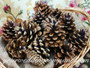 Rustic Northwest Pine Cones