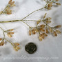 Amber Seed-Bead Sprays w/Gold Stems